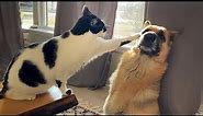 Funny Dogs And Cats Videos 2024 😅They're Best Friends