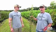 Are Crab Apple Trees Good For Your Farm?