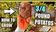 Grow 3/4 Pound Russet Potatoes in Wood Chip Mulch & Leaves under any Tree