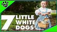 7 Cute Little White Small Dog Breeds That Will Steal Your Heart - Dogs 101