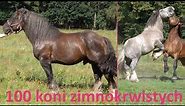 100 konie zimnokrwistych u Krzysztofa Wenskiego koło Kłodzka