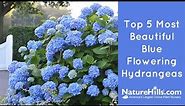 Top 5 Most Beautiful Blue Flowering Hydrangeas | NatureHills.com