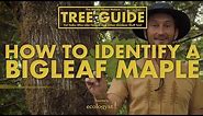 Bigleaf Maple - How to identify them. Nerdy About Nature - Tree Guide | Ep.1