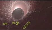 macrophage eating bacteria in 3D animation.