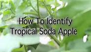 How to Identify Tropical Soda Apple