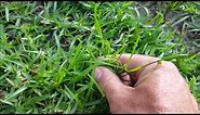 Weed Identification - Learn many common weeds in your lawn