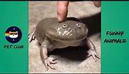 Top 5 Frogs