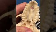 #3 Omnivore Teeth & Compare
