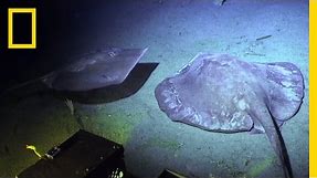 The World on the Ocean Floor | Sea of Hope: America's Underwater Treasures