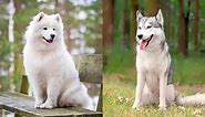 Samusky (Samoyed & Husky Mix) Info, Pictures, Facts & FAQs