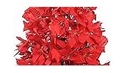 Northlight 4' Pre-Lit Fiber Optic Color Changing Red Poinsettia Christmas Tree