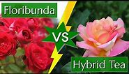 Difference Between Hybrid Tea and Floribunda Roses