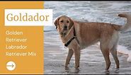 Goldador - Golden Retriever Labrador Retriever Mix
