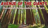 Avenue of the Giants - Exploring Humboldt Redwoods State Park