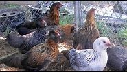 Easter Egger Chickens | Assorted Egg Colours