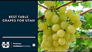 Best Table Grapes for Utah