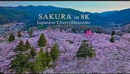 The most beautiful SAKURA cherry blossoms in Nagano Japan. fly over and walking in the park.8K HDR