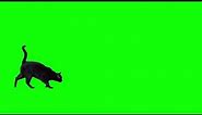 BLACK CAT WALK 👣 JUMP GREEN SCREEN