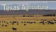 How Texas Farmers Use 127 Million Acres Of Farmland - American Farming Documentary