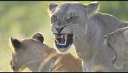 Wildlife - Lion Pride Wild Documentary 2020 (Nat Geo HD 1080p)