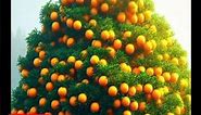 a unique and new method for growing and planting hybrid fruit trees of orange and banana @agarden