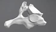7th Cervical Vertebra - 3D model by threeding.com