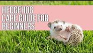 Hedgehog Care Guide for Beginners