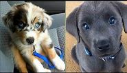 7 Dog Breeds With Beautiful Eyes Color