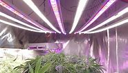 5 Best LED Grow Lights South Africa - Full Spectrum, Quantum Boards and DIY | Cannabis Connect