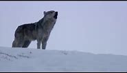 Daughter Wolf Sneaks Away to Mate with Outcast Male | BBC Earth