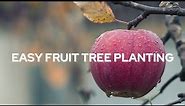 How to Plant Fruit Trees the Easy Way