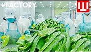 How Natural Cosmetics Is Made | Organic Cosmetic Factory Tour
