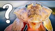 Fishing MYSTERIOUS UGLY Fish That Swims In Swedish Sea | Team Galant