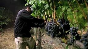 Night Harvest | Harvesting Merlot Grapes for Jordan Cabernet Sauvignon | Alexander Valley