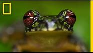 Stunning Close-ups: Meet These Frogs Before They Go Extinct | National Geographic