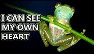 Glass Frog facts: watch their hearts beat | Animal Fact Files