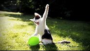 CATS vs BALLOONS 😂 (HD) [Funny Pets]