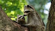 Raccoon Population: How Many Are There in the World?