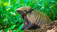 Armadillo Poop: Everything You've Ever Wanted to Know