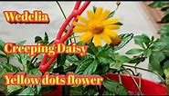 How to propagate Wedelia from small cutting||Wedelia Plant Care||Creeping Daisy||Yellow dots flower