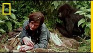 Dian Fossey Narrates Her Life With Gorillas in This Vintage Footage | National Geographic