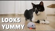 Cats chasing the remote control mouse | Uni and Nami | Catz Club