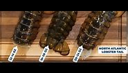Great Alaska Seafood Biggest Lobster Tails in the World #lobster #lobstertails #recipes
