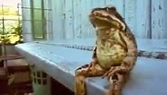 Frog Sitting on a Bench Thinking Like a Human