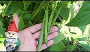 When and How to Harvest Green Beans (Bush Beans, and Pole Beans)
