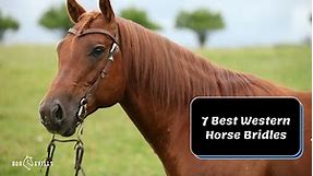 7 of the Best Western Horse Bridles (2024 Review Guide)