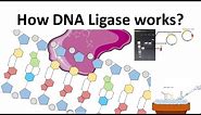 DNA Ligase: How DNA Ligase works?
