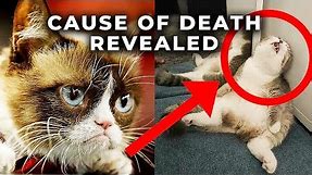 Grumpy Cat Death - The Disturbing Truth
