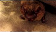 Big Brown Bat Yawning