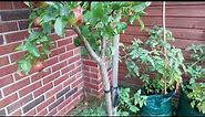 Discovery Apple tree is easy to grow in small gardens & containers.
